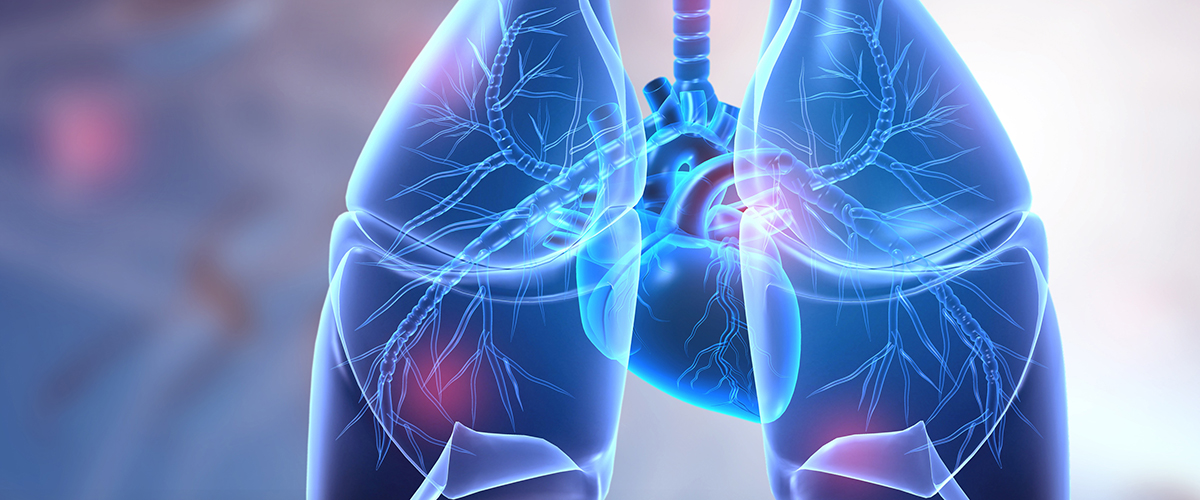 A stylized illustration of the human heart and lungs