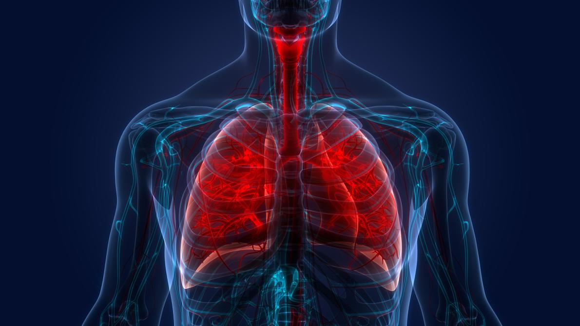A graphic showing the lungs within the human body, with the lungs highlighted in red. 